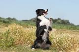 BORDER COLLIE 252